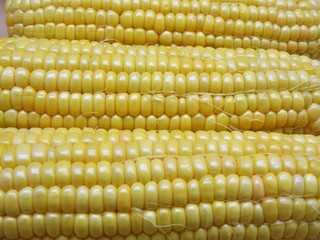 とうもろこし10