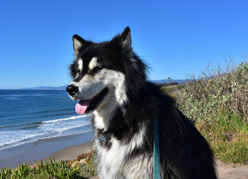 Cute Sled Dog Sitting on a Bluff Over the Ocean