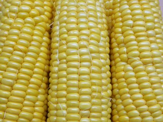 とうもろこし15