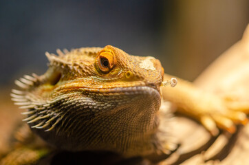 Bearded Dragon ( pogona barbata)