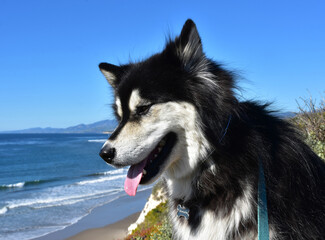 Sweet Faced Alusky Dog Sitting On Bluffs Looking at the Ocean