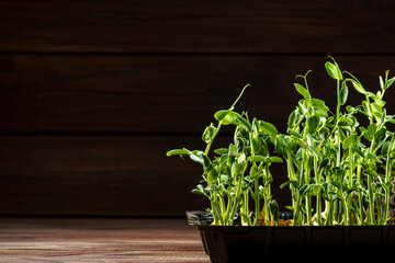 Microgreen pea sprouts on old wooden table. Vintage style. Vegan and healthy eating concept. Growing sprouts. Selective focus.