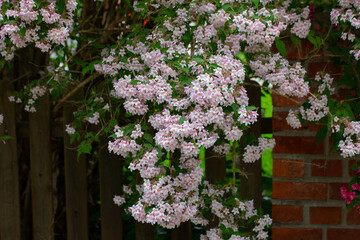Fototapeta na wymiar Flowers of a beauty bush, also called Kolkwitzia amabilis, Kolkwitzie or Perlmuttstrauch