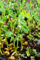 Microgreen pea sprouts on old wooden table. Vintage style. Vegan and healthy eating concept. Growing sprouts. Selective focus.