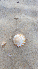 Fototapeta na wymiar seashell on the beach. Winterstrand, East London, Eastern Cape, South Africa.