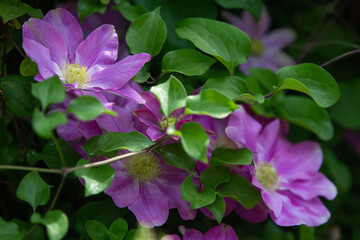 pink clematis flowers with green leaves on a vine