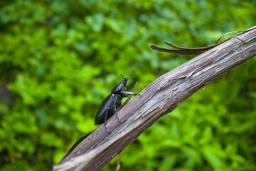 Lucanus cervus female on the tree trunk. 