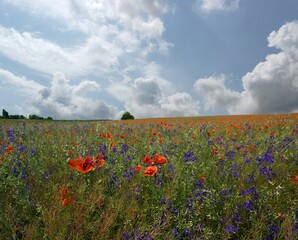 Summer landscape, poppy field and blue sky