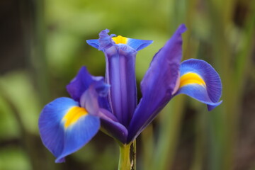 niebieski  kwiat  w  ogrodzie  na  zielonym  tle