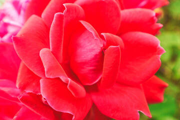 close up of red rose