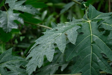 papaya leaf