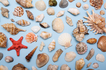 Flat lay shells of different shapes and sizes on a blue background. Summer, sea, vacation background