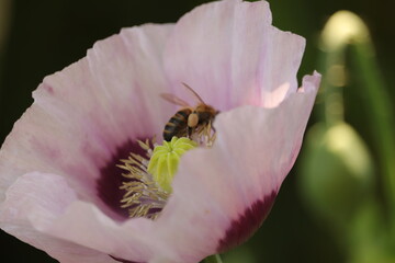 fioletowy  kwiat  maku  i  dziki  owad