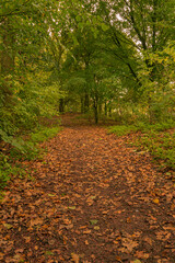 a forest path in the fall with green trees