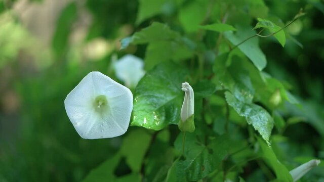 bindweed after rain, white convolvulus in raindrops in sunny weather, closeup,4K