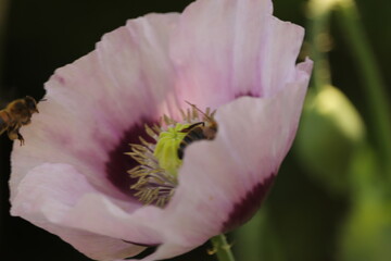 fioletowy  kwiat  maku  i  dzikie  owady  w  ogrodzie © Mirosaw