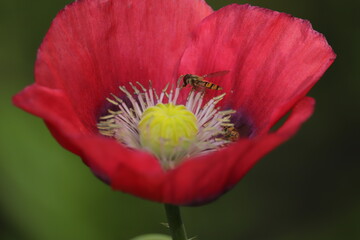 mała  osa  w  czerwonym  kwiatku  maku   zbiera  pyłek © Mirosaw