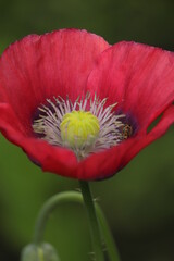 czerwony  kwiat  maku  w  ogrodzie