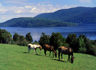 Obraz premium Caballos pastando a orillas del lago huillinco Chile 