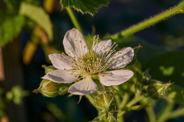 Summer. A blackberry bush blooms in the garden.