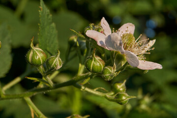 Summer. A blackberry bush blooms in the garden.