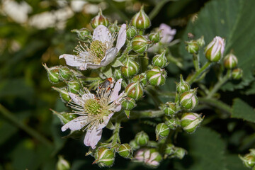 Summer. A blackberry bush blooms in the garden.