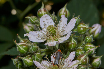 Summer. A blackberry bush blooms in the garden.