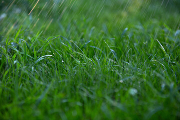 young green grass with water drops on the lawn in the rain