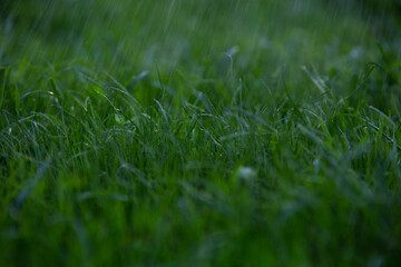 young green grass with water drops on the lawn in the rain