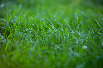 young green grass with water drops on the lawn in the rain