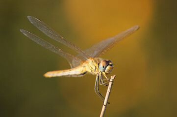 Dragonfly (Pantala flavescens) perched on a dry branch