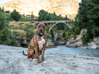 Obraz premium Dog by the river in New Zealand