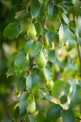 young pear fruits in leaves on tree branches