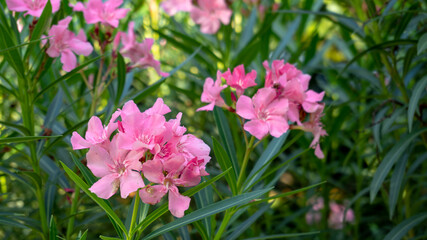 Pink oleander or Nerium oleander flower blossoming on tree. Beautiful colorful floral background. Selective focus. Copy space.