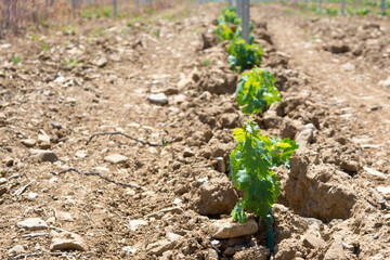 Grape seedlings