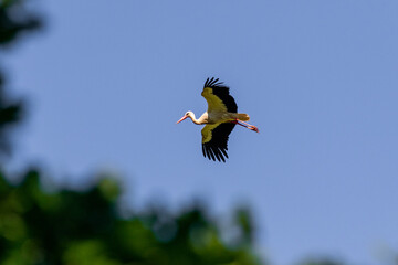 Stork in flight on blue sky