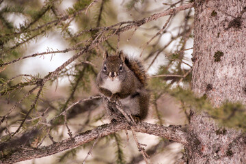 squirrel on a tree