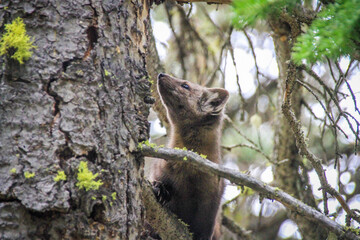 Piine Marten looking up in tree