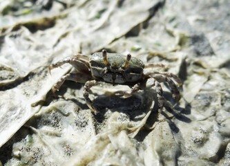 Princely Fiddler Crab (Uca princeps)  at Lagoon Ñapique near Sechura (Piura, Peru)