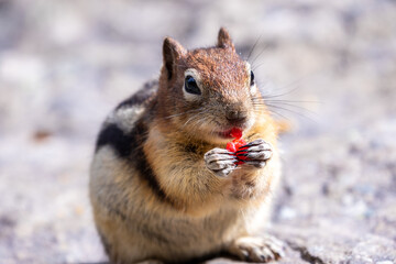 Fototapeta premium squirrel on the ground eating a berry