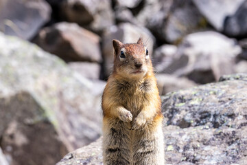 chipmunk on rock