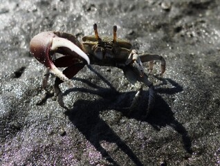 Princely Fiddler Crab (Uca princeps)  at Lagoon Ñapique near Sechura (Piura, Peru)