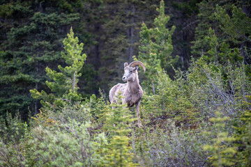 big horn sheep in the mountains