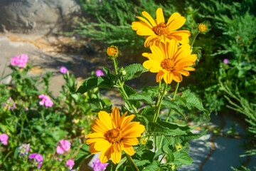 Heliopsis flower, a bright yellow daisy in the summer in the garden.