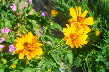 Obraz premium Beautiful yellow Heliopsis flowers. Summer mood in the garden.