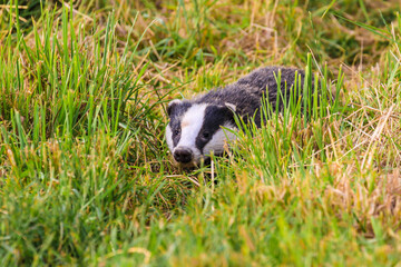 Badger in the grass in Great Britain 