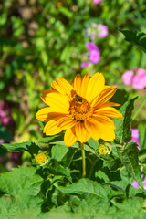 Heliopsis flower close-up. Yellow daisy in the summer in the garden.