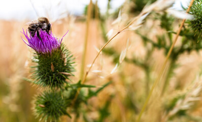 bee on thistle