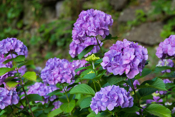 Purple Hydrangea flower blooming in spring and summer in a garden. Beautiful bush of hortensia flowers