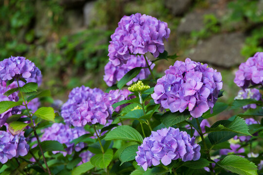 Purple Hydrangea flower blooming in spring and summer in a garden. Beautiful bush of hortensia flowers